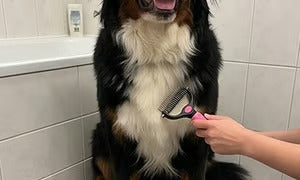 🐶🔥 Double-Sided Pet Hair Remover – Say Goodbye to Hair Everywhere! (🔥 Today Only: 80% OFF) 🐾🐾