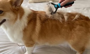 🐶🔥 Double-Sided Pet Hair Remover – Say Goodbye to Hair Everywhere! (🔥 Today Only: 80% OFF) 🐾🐾