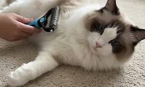 🐶🔥 Double-Sided Pet Hair Remover – Say Goodbye to Hair Everywhere! (🔥 Today Only: 80% OFF) 🐾🐾